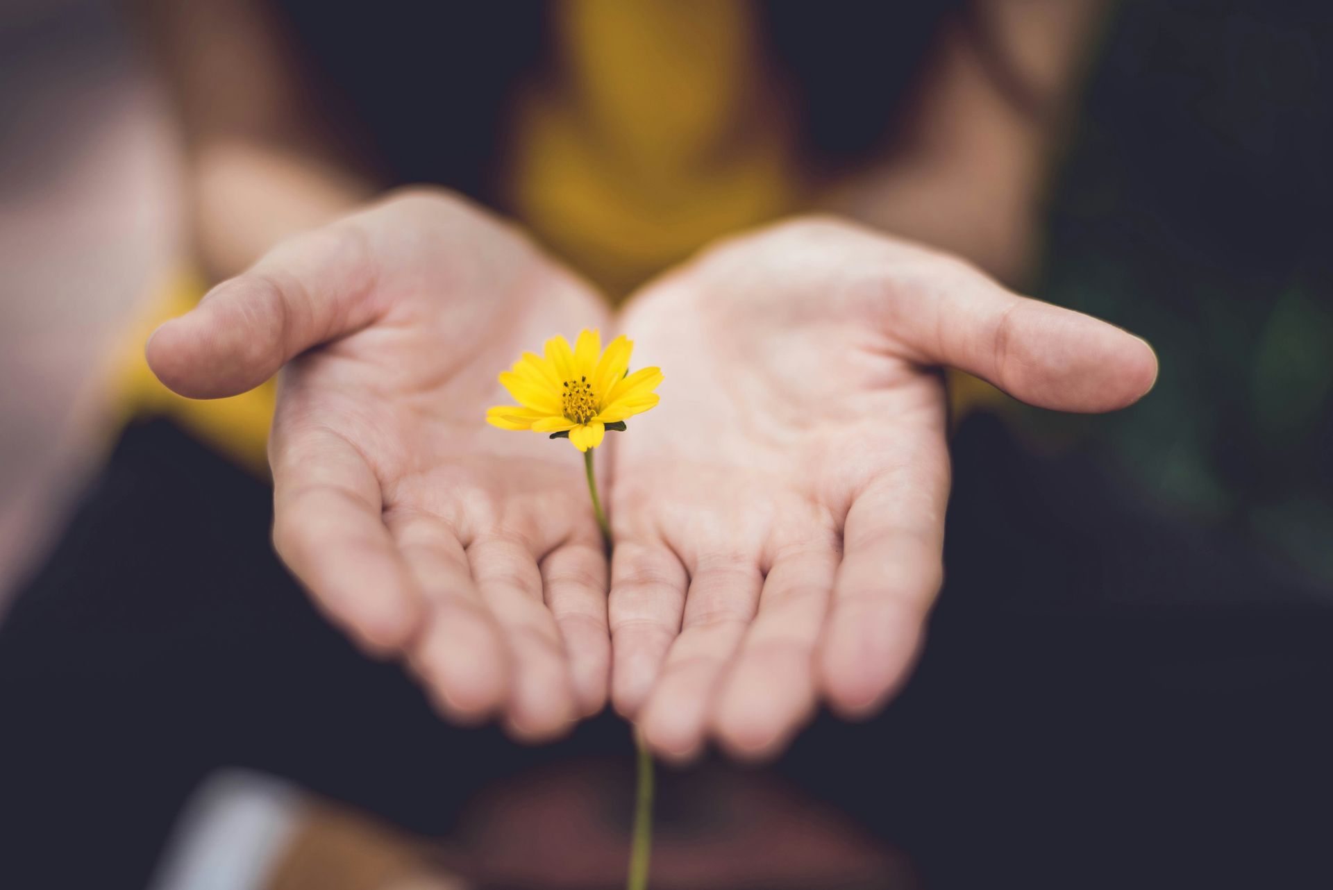 A person gently cradles a small yellow flower in their open palms against a soft, dark background — a tender image of openness, care, and the early stages of healing. This sense of receptivity mirrors what ketamine-assisted EMDR works toward, helping clients access material that once felt out of reach. For those working with an EMDR therapist in Palm Beach County, FL, this combination approach can make the healing process feel more attainable and less overwhelming.