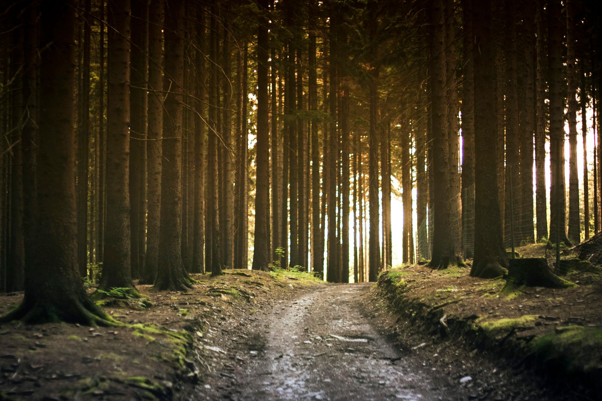 Sunlight filtering through tall trees along a woodland path