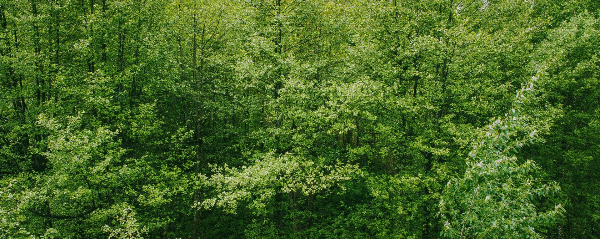 banner image