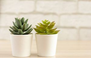 A relaxing environment with plants, in front of a light brick wall representing a calm atmosphere to complete your PsychoEducational Testing in Tampa, Florida.