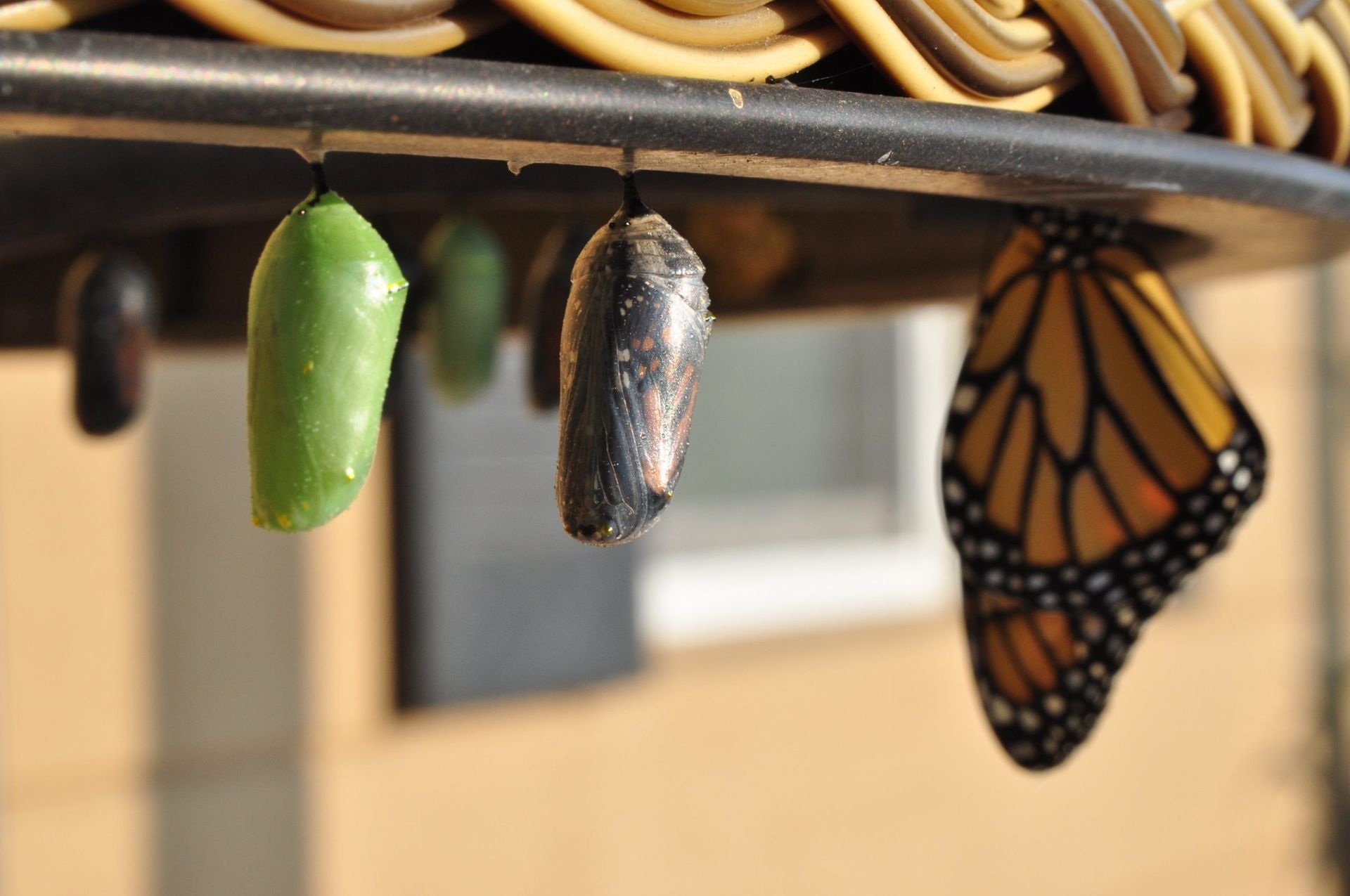 How to Navigate Challenging Life Transitions
