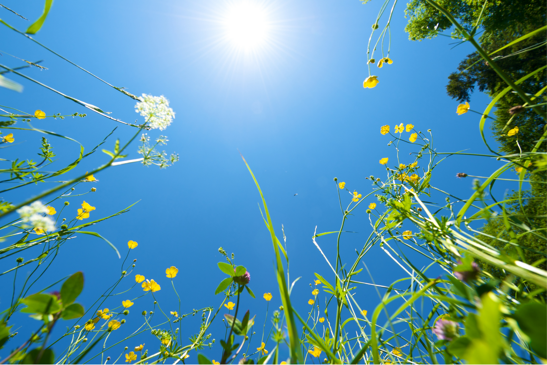 grass growing towards the summer sun