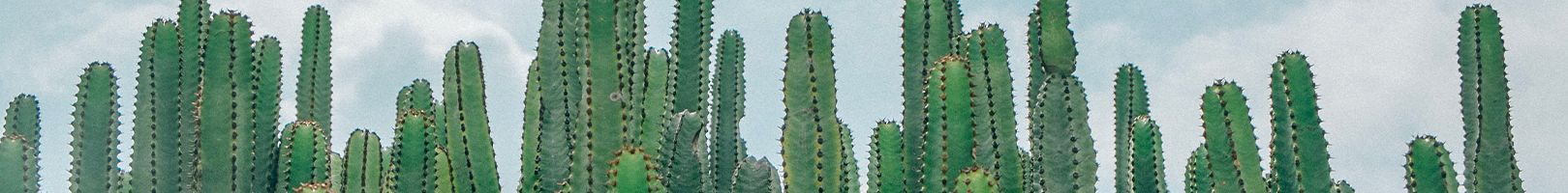 banner image