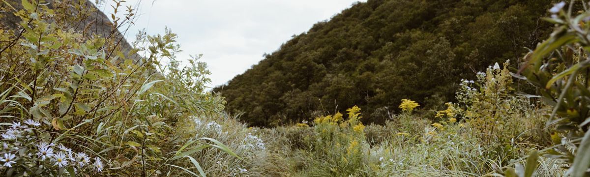 banner image
