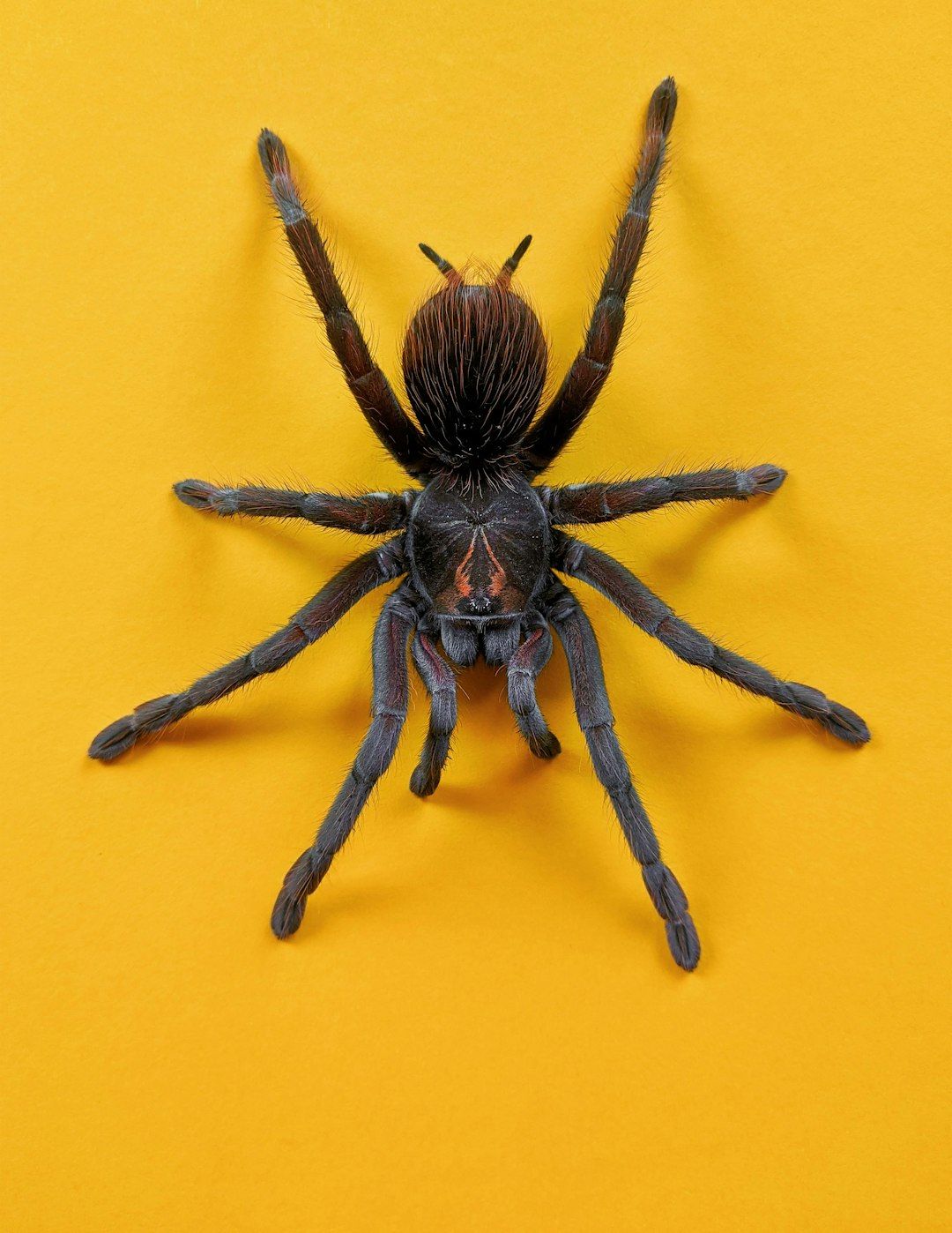 An Overview of Phobias: What They Are and How to Address Them