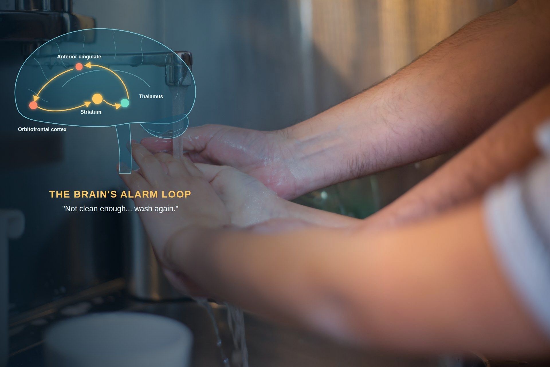 Person washing their hands at a faucet, with a diagram of the brain's CSTC alarm loop