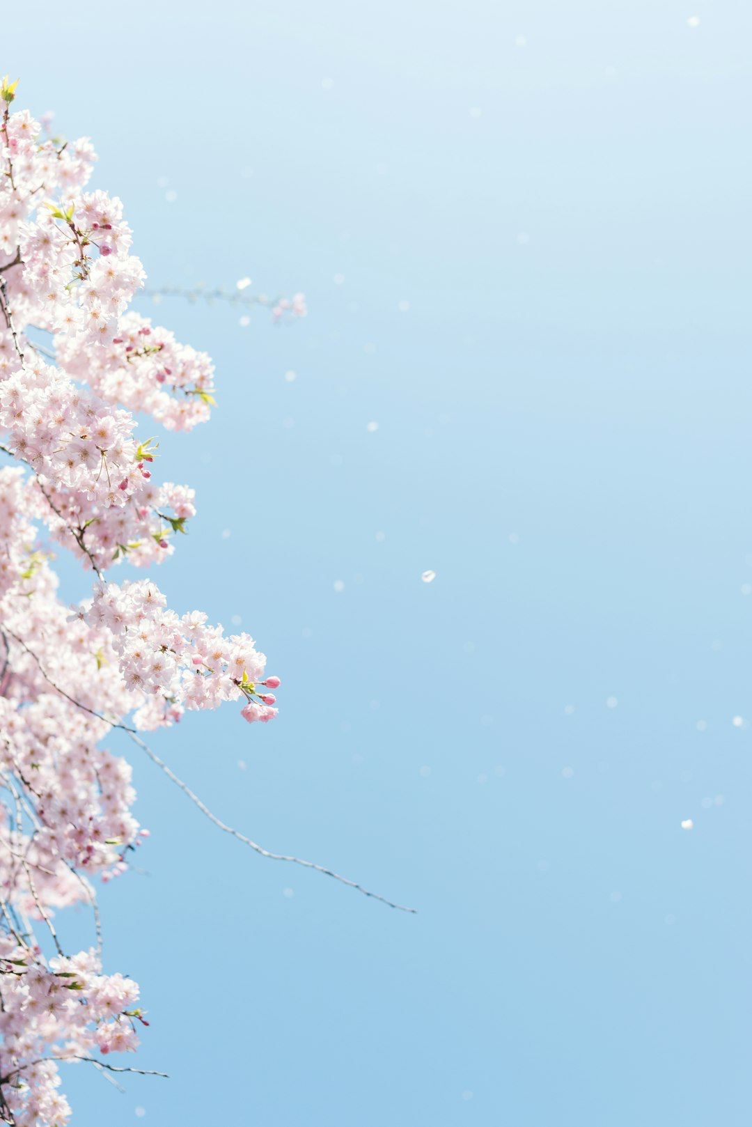 banner image