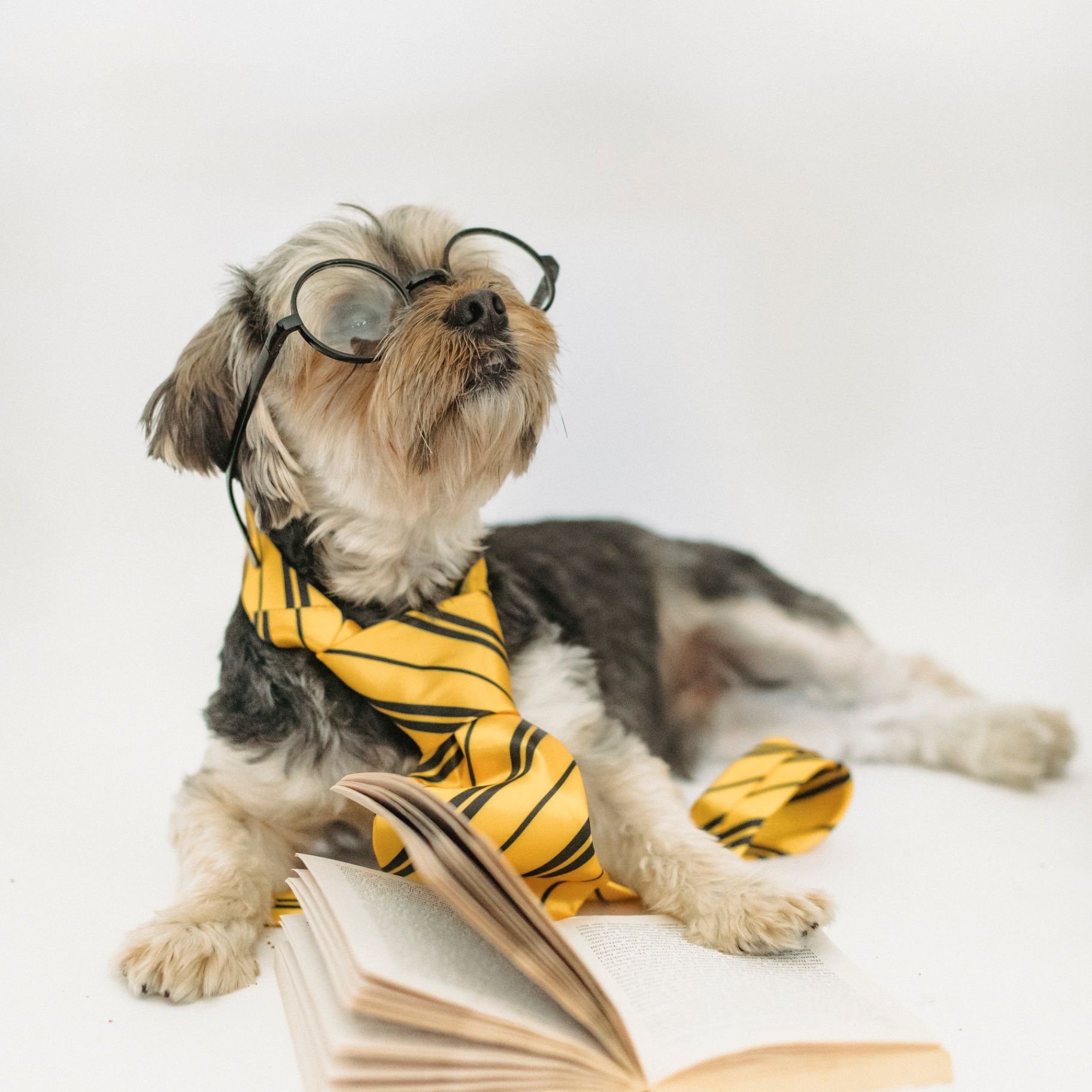 Canine Uphill Distress Support Group 