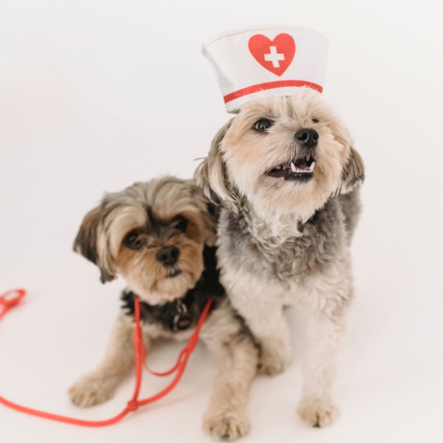 Canine Medical Support Group 