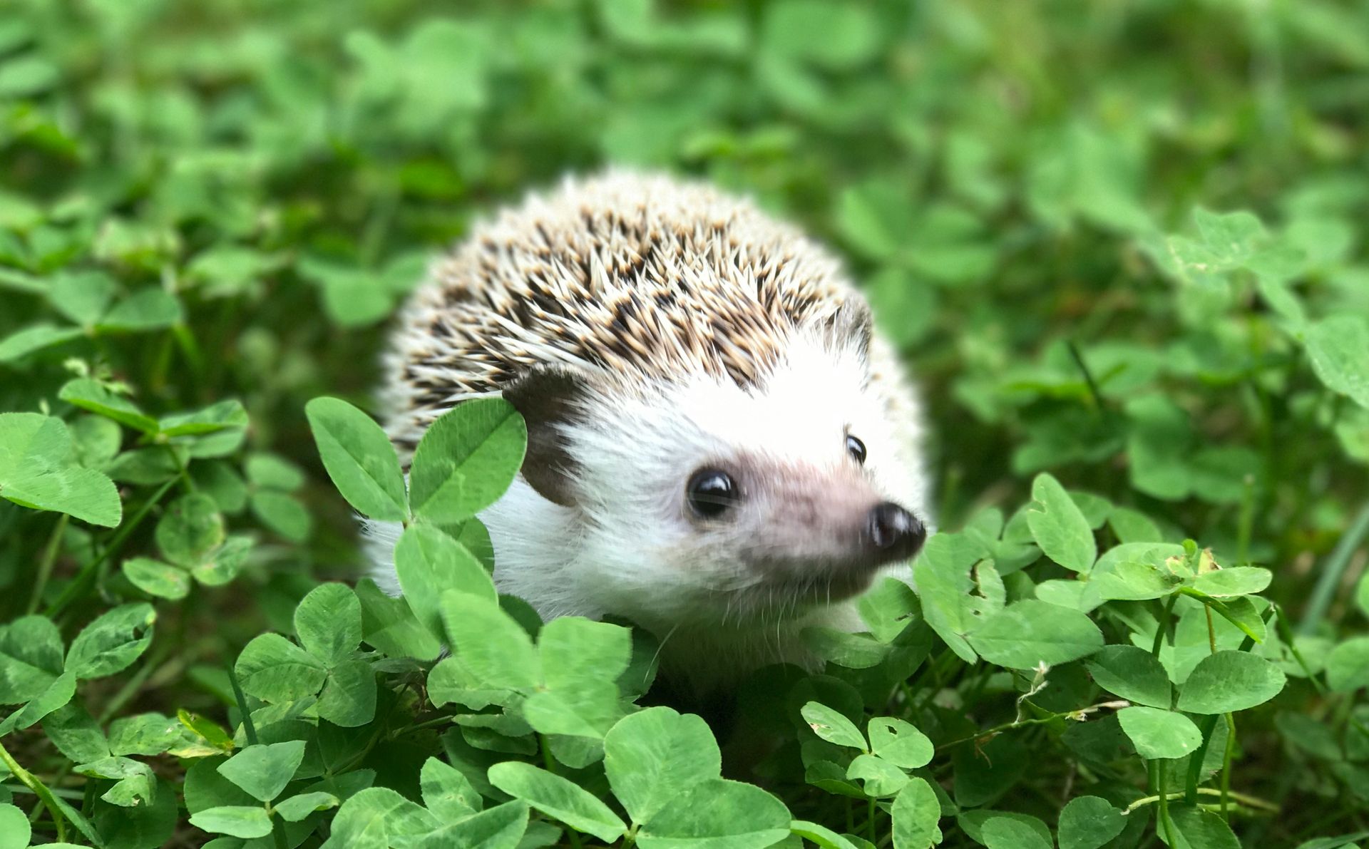 A hedgehog inquisitively looking up at the camera.