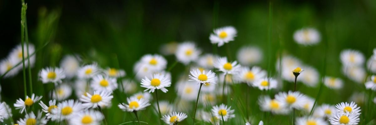 banner image