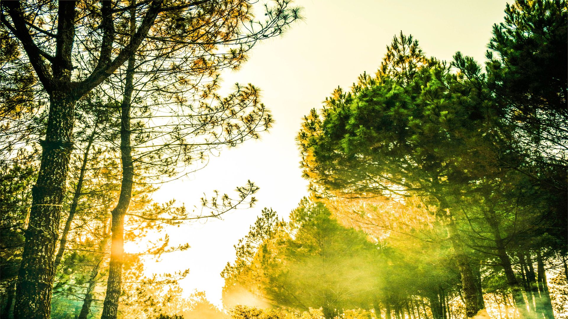 banner image