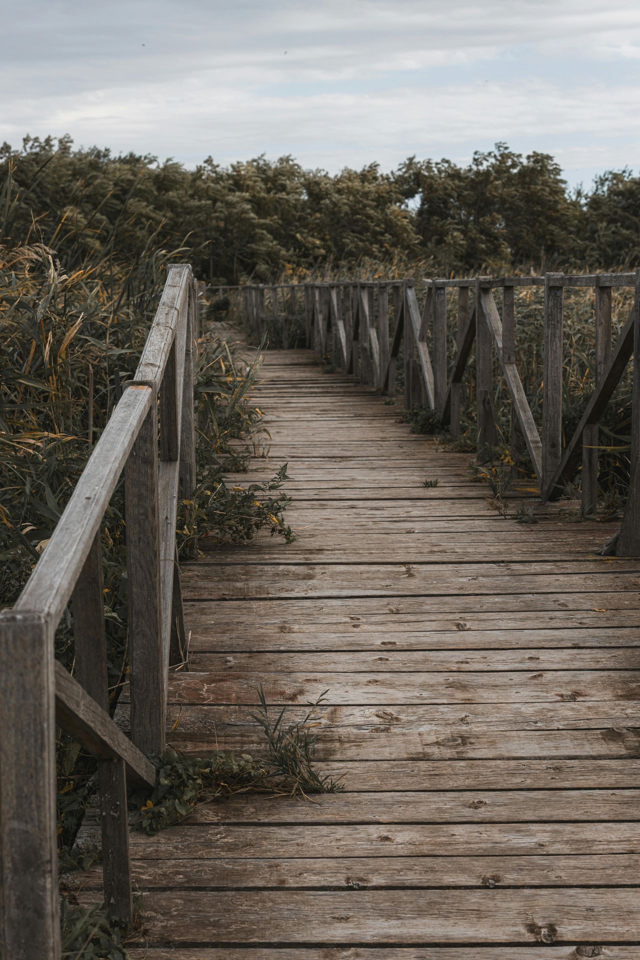 banner image