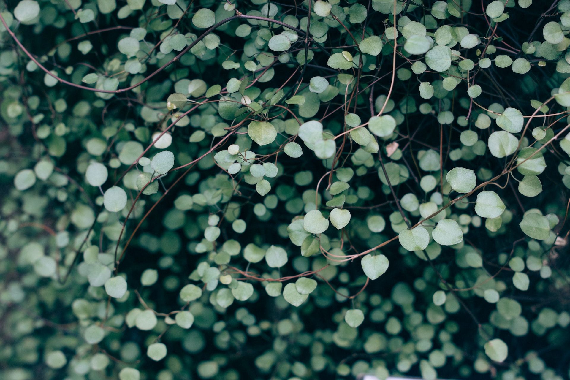 banner image