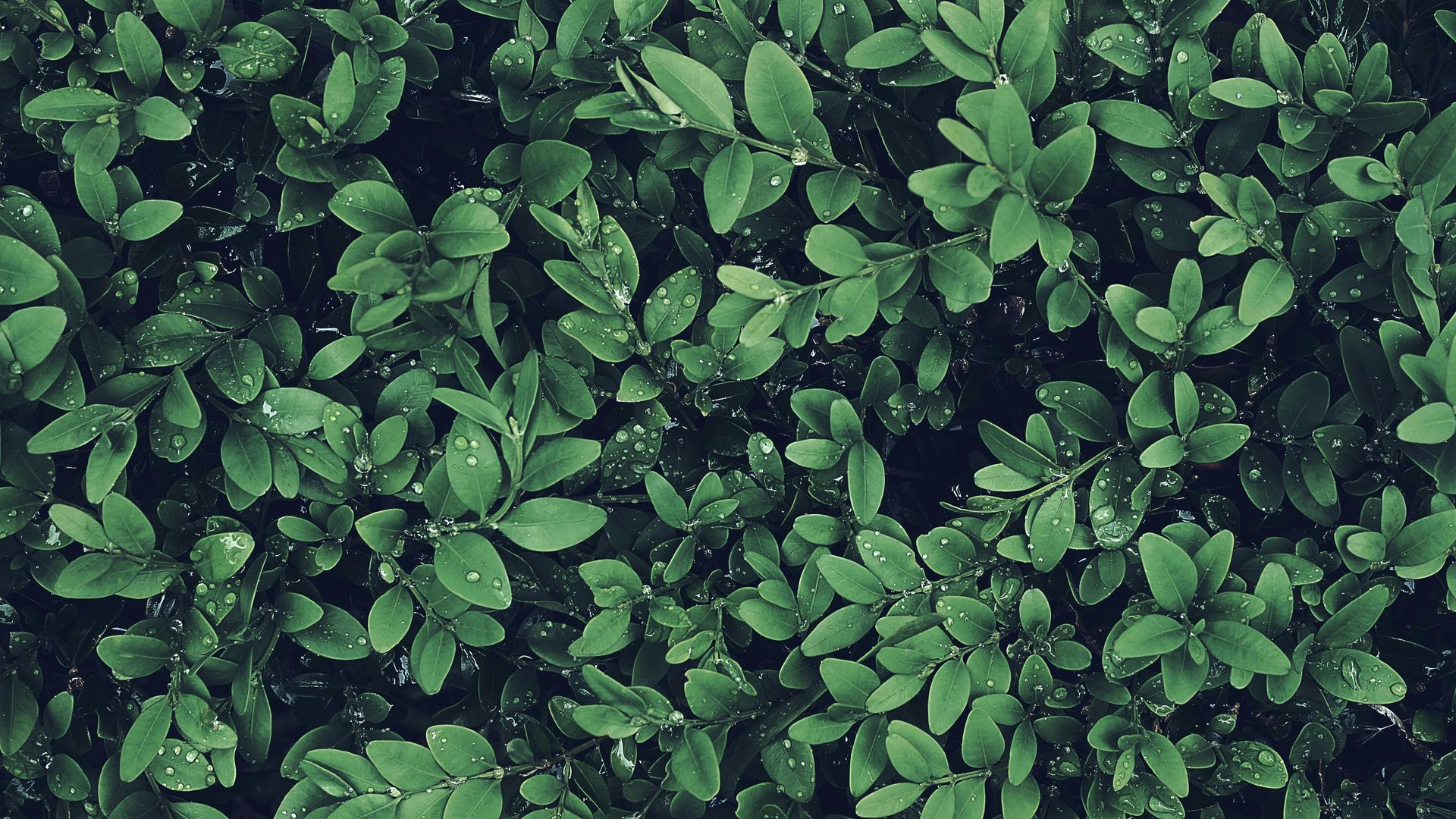banner image