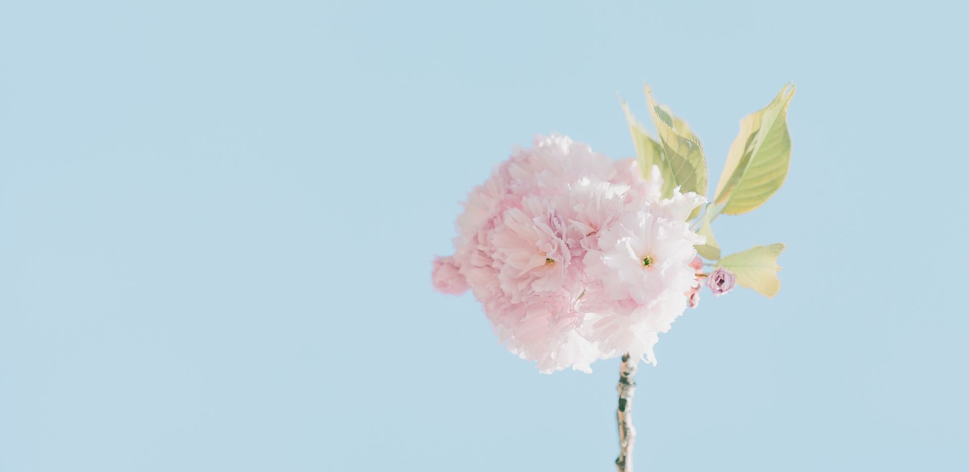 banner image