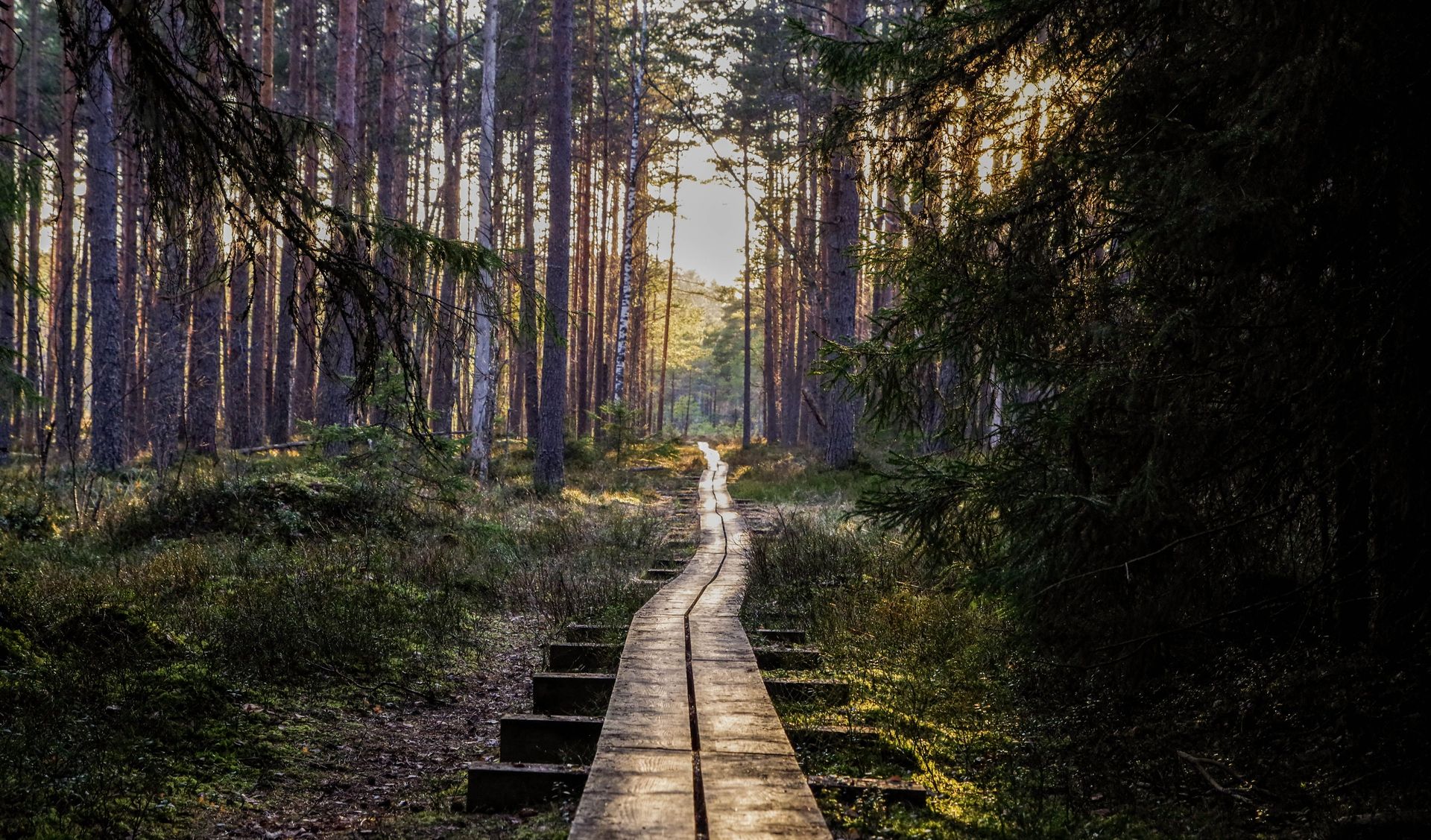 Walk and Talk Therapy: Nature’s Healing Power