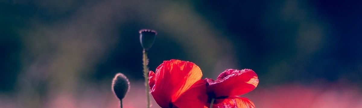 banner image