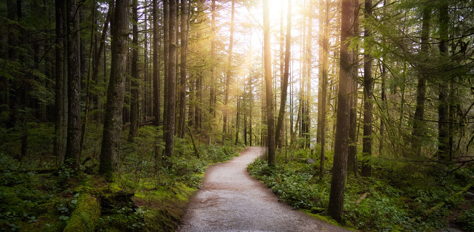 trauma-informed therapy in Victoria, BC