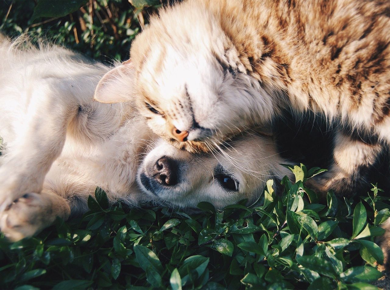 Pets Are Better Than Medication