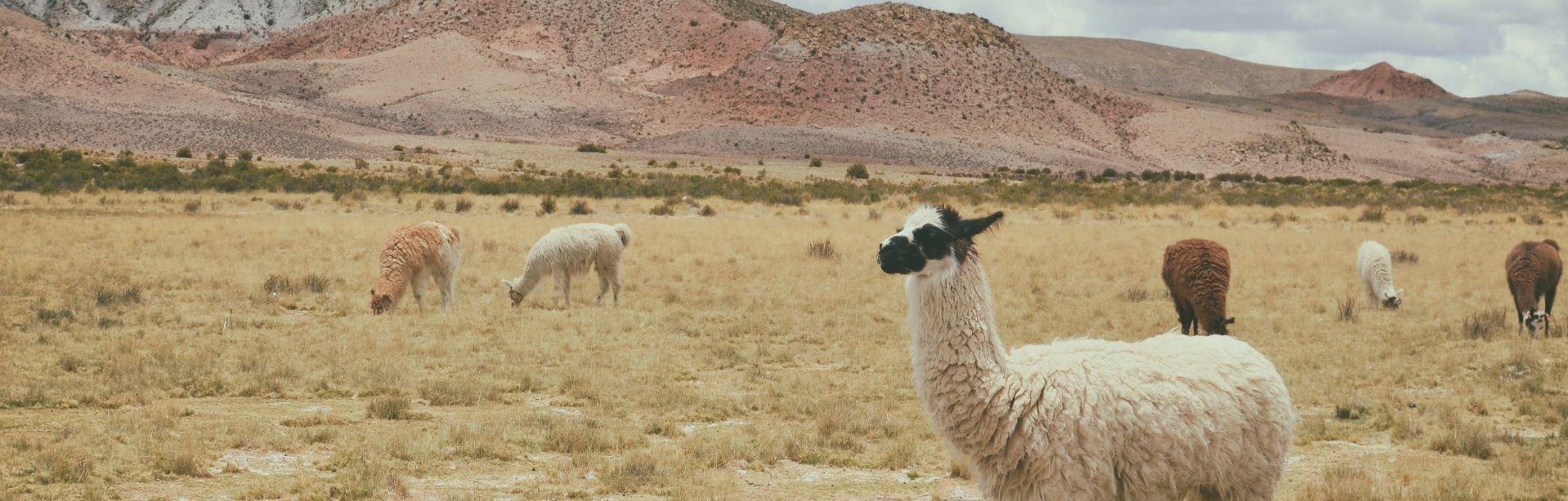 banner image