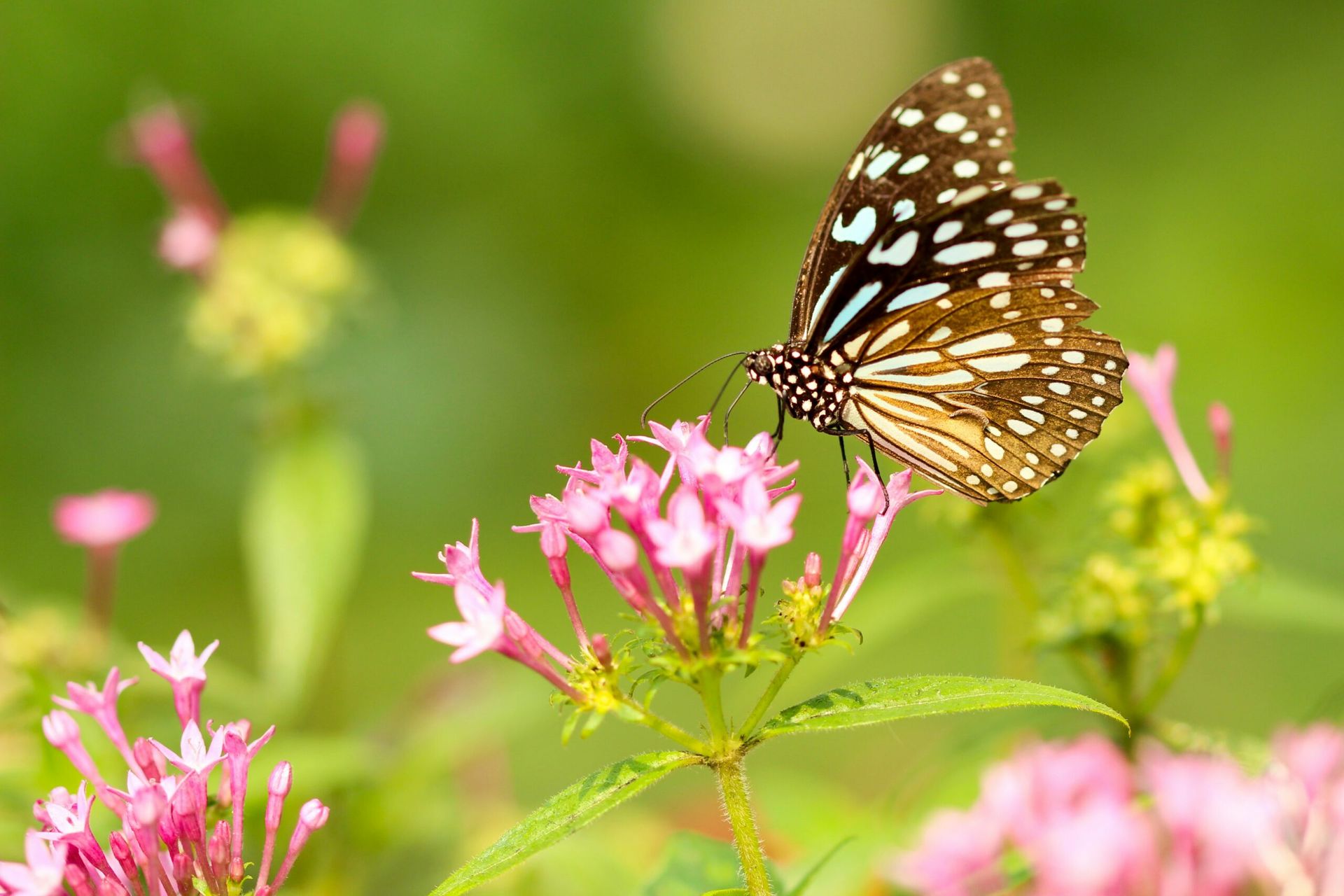 Spring Planting and Wellbeing