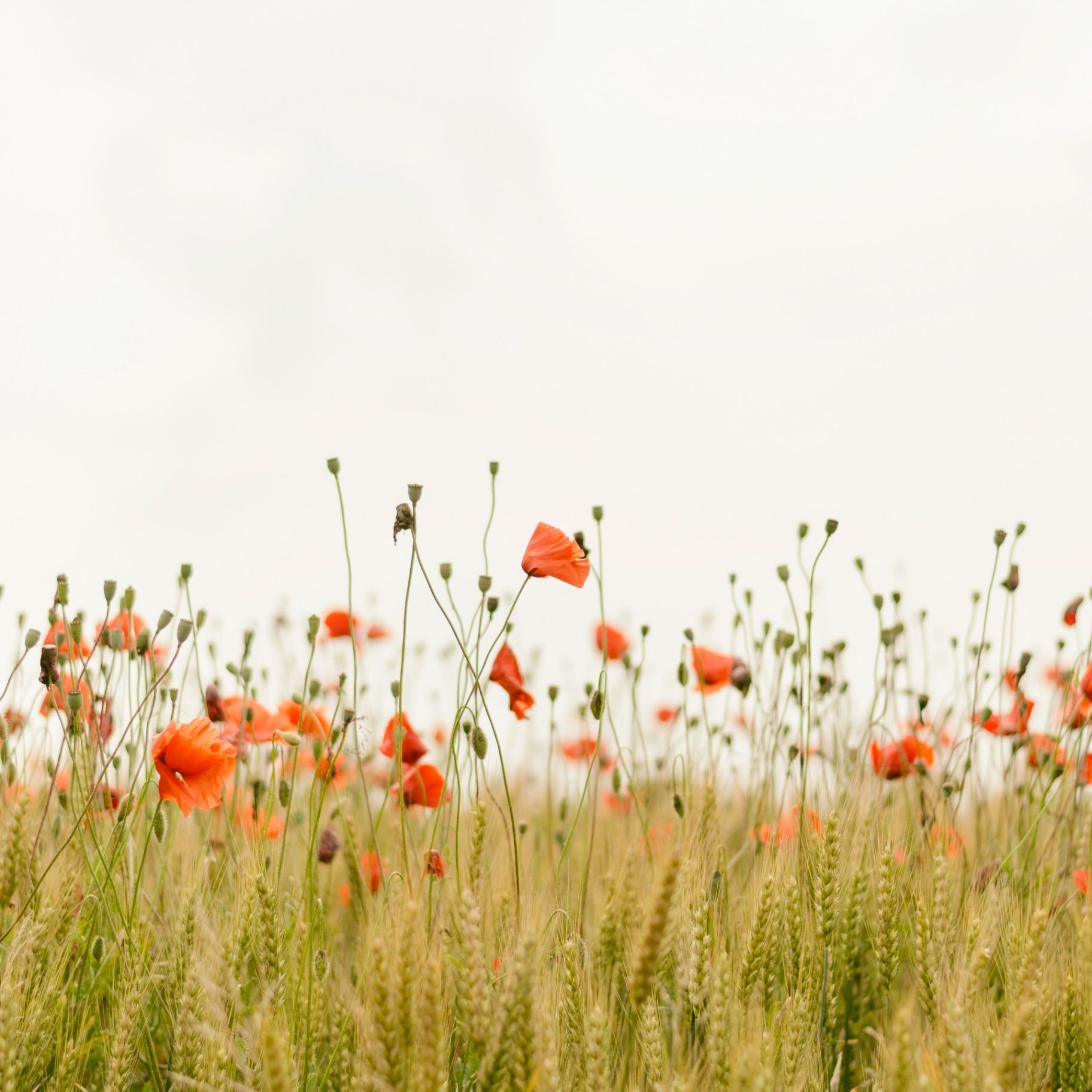In-Person and Telehealth Psychotherapy