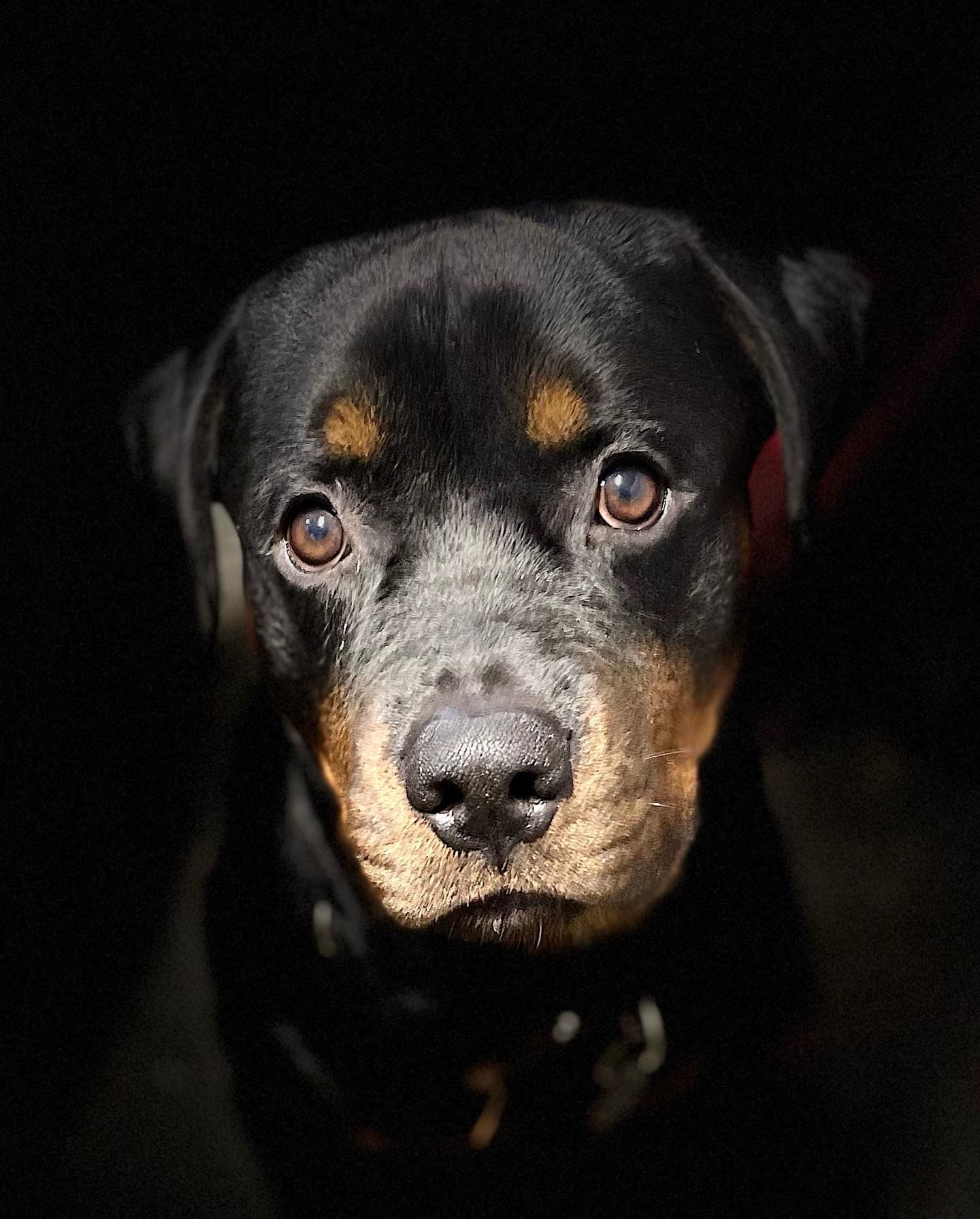 Mr. Apollo 