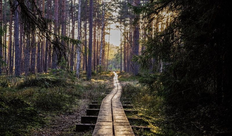 Walk and Talk Therapy: Nature’s Healing Power