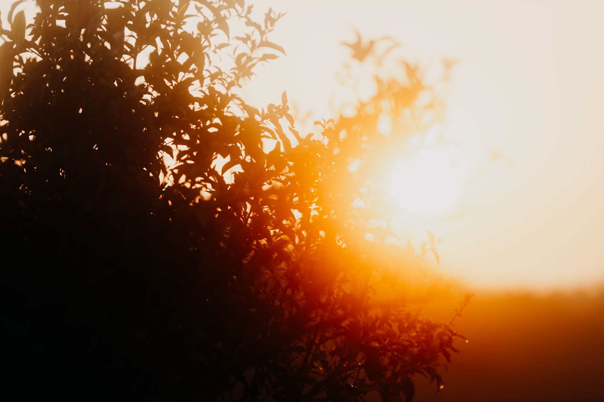 banner image