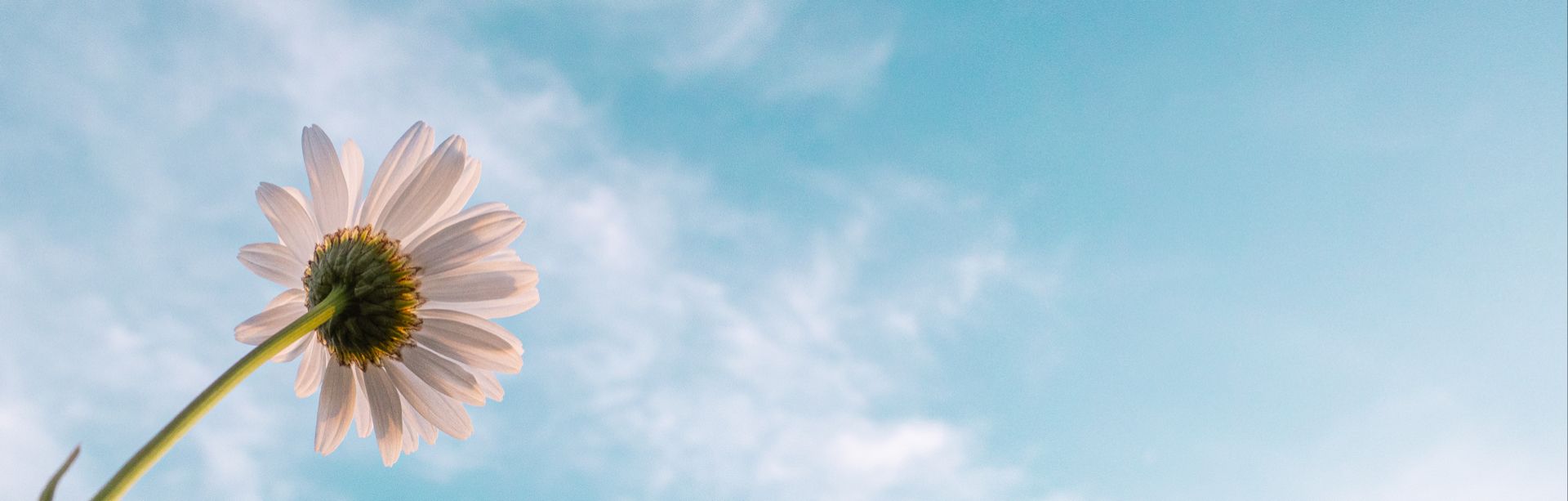 banner image