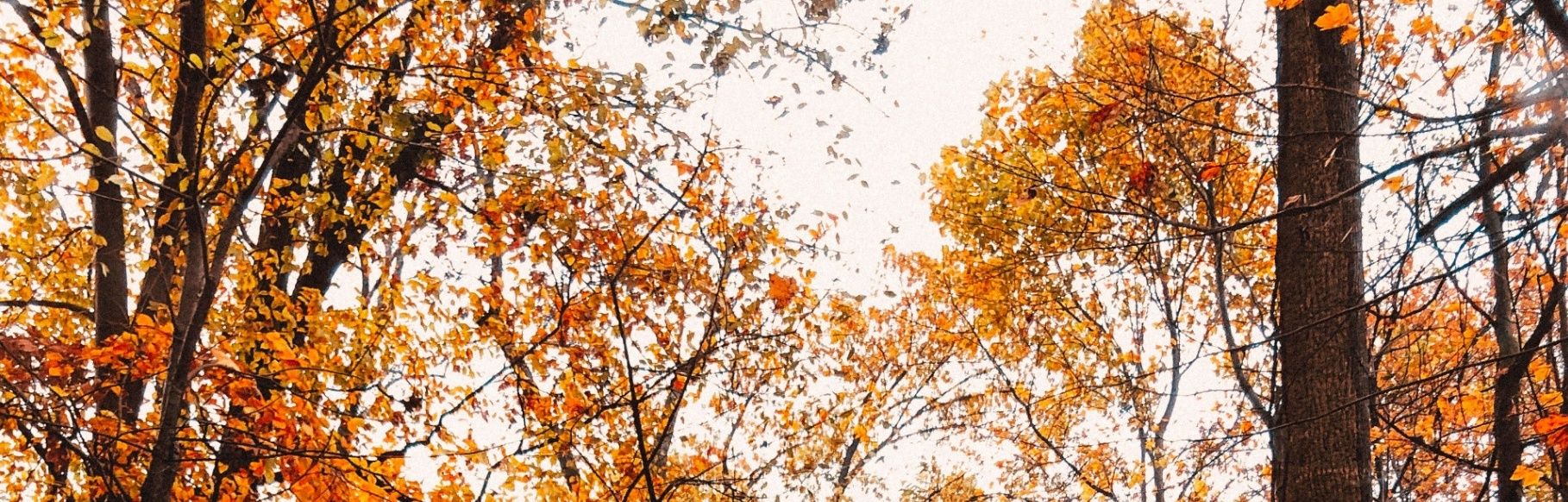 banner image