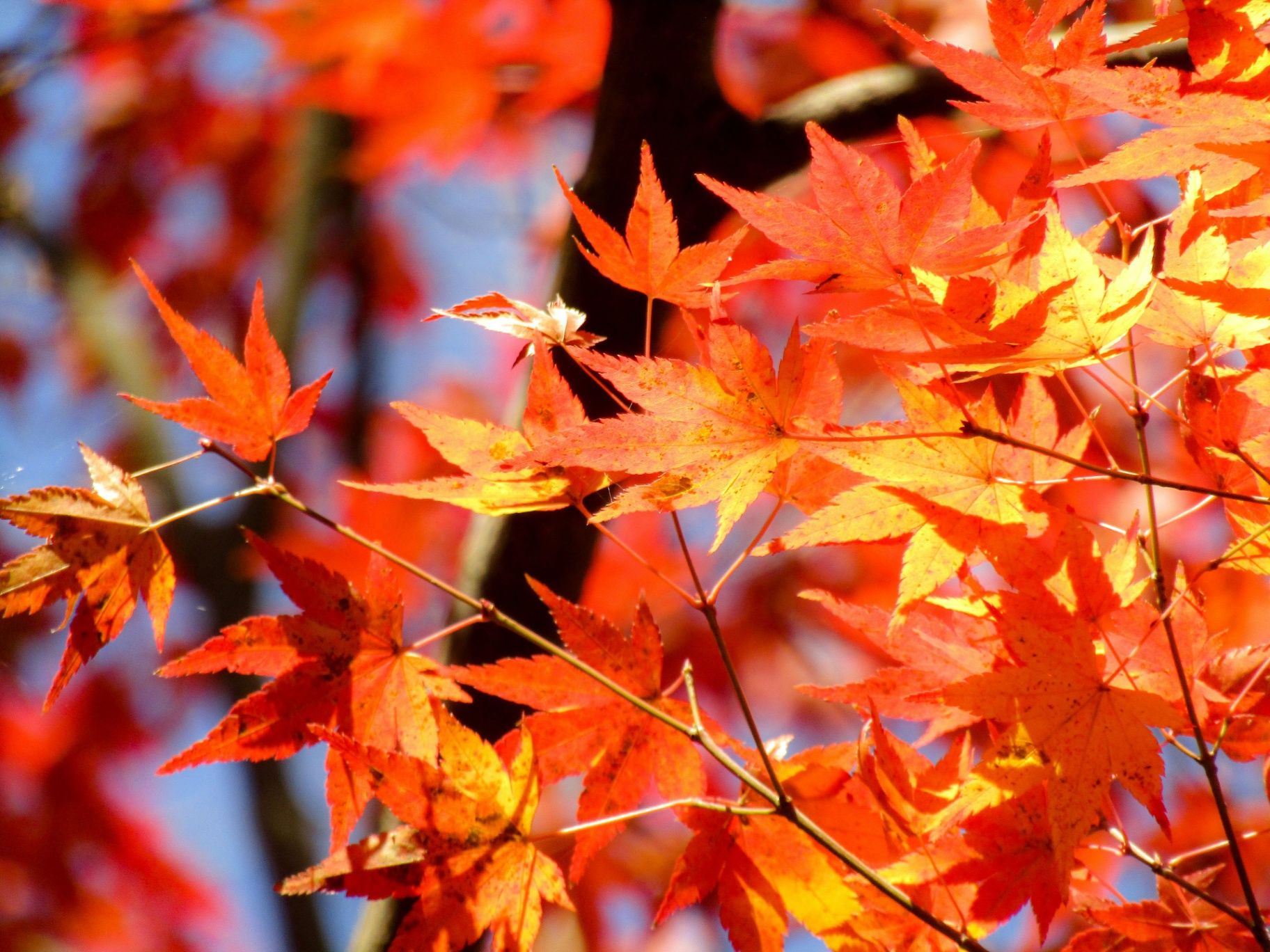 Autumn’s Lesson: Shedding the Past to Create Space for Growth 🍂