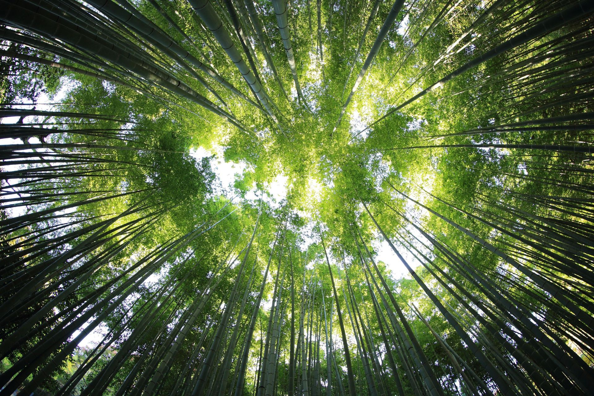 Why EMDR is Effective in Treating Trauma