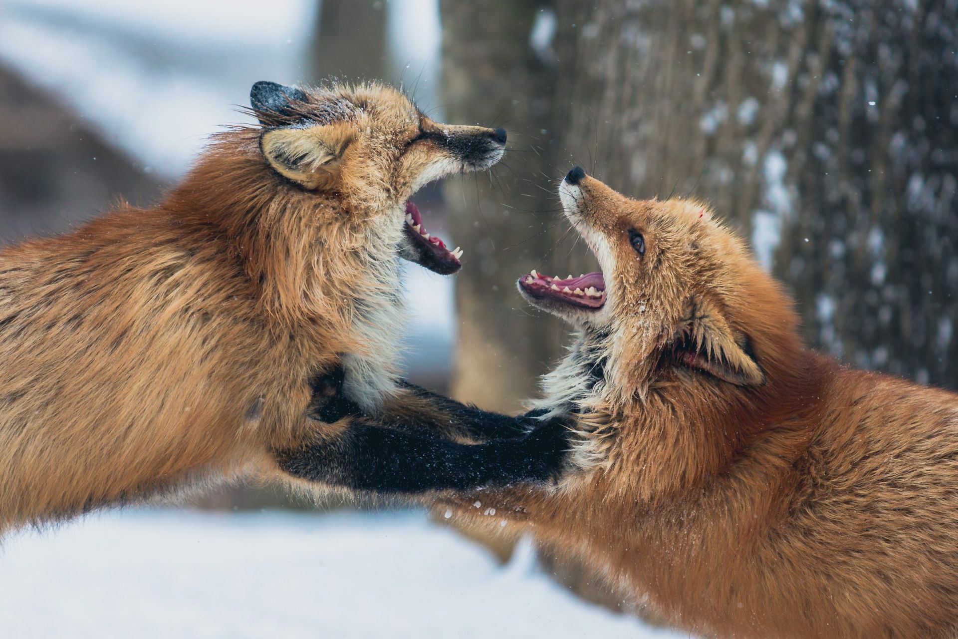 Respectful Ways to End a Contentious Conversation