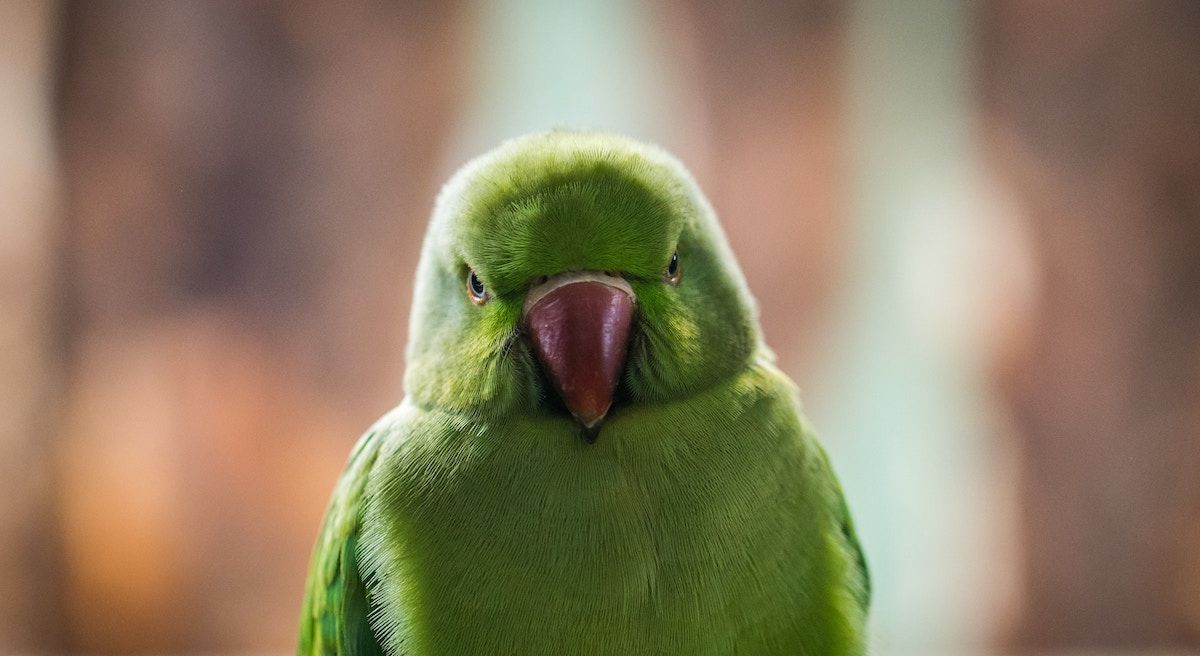 Mastering Anger: A Therapist’s Guide to Effective Anger Management