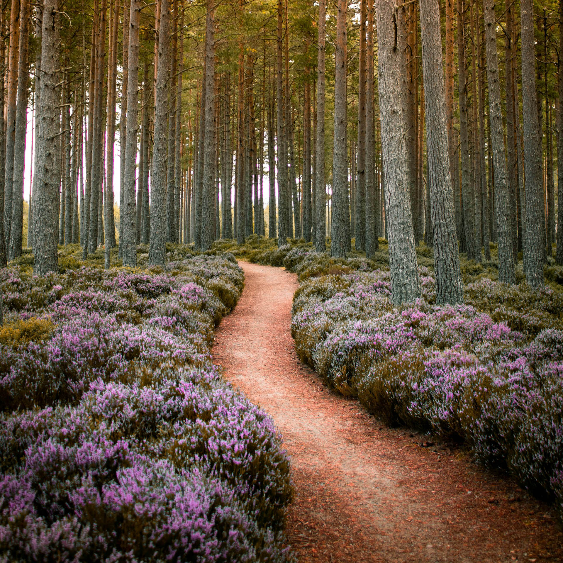 Navigating the Journey Together: Marriage Counseling Advice for Newly Married Couples