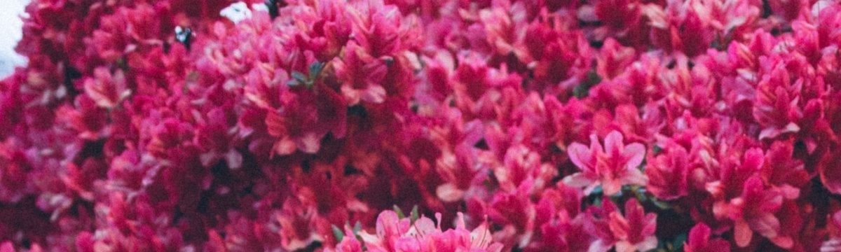 banner image